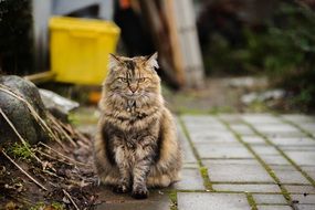 Cat Sitting Portrait