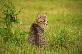 young cat in nature