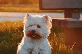 white puppy near a bench at sunset