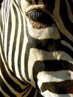 Zebra's eye