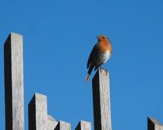 robin in the wild nature