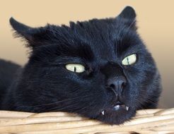 gorgeous black cat close up