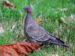 blue dove in the meadow