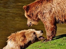 adorable Bear Wildpark Poing Play Water