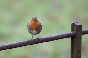 singing robin on the fence