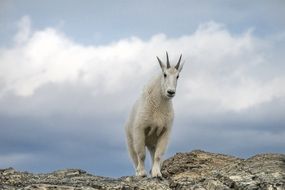 white mountain goat on the rock