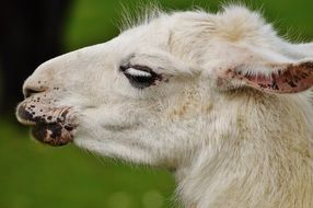white animal on the background of green grass