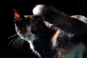 Colorful adorable kitten