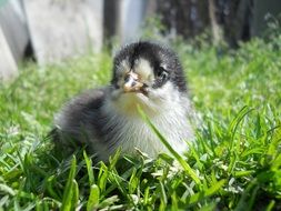 beautiful chick on green grass