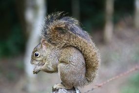 squirrel gnaws a nutlet