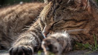 tired domestic cat
