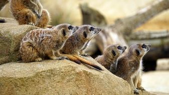 beautiful Meerkat Wild Animal Wildlife