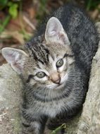 mackerel young cat looking up