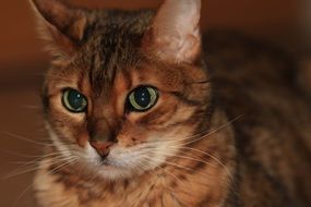 brown domestic cat with green eyes