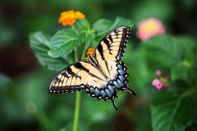 splendid Butterfly and colorful plants