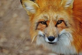 Portrait of a fox in the wildlife photography