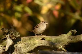 Sparrow on the tree in the forest close-up on blurred background