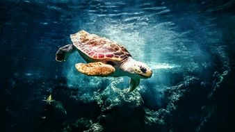 ocean turtle under water