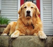 Golden Retriever dog resting