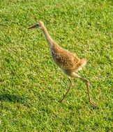 baby bird on green grass