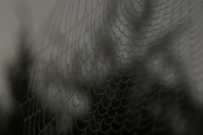 Spider Web monochrome photo