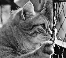 black and white portrait of a cute domestic cat