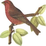China Finch