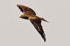 kite in flight
