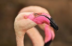portrait of colorful flamingos on a blurry background