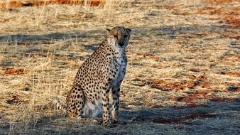 Cheetah sits on ground at wild, namibia