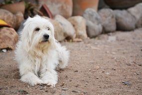 home dog is resting on the sand