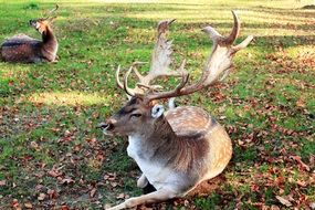 deer is lying on the green grass