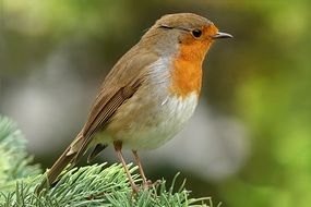 robin on the pine tree