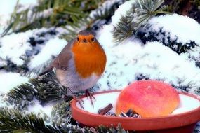 robin in wintry garden