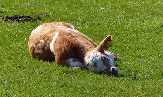 brown-white calf rests on meadow