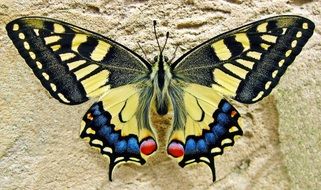Beautiful swallow, tailed butterfly