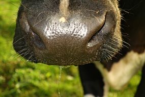 cow nose with mustache very close