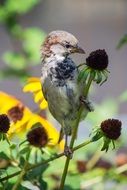 sparrow on the flower stem