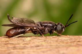 soldier fly on a tree close-up on blurred background