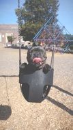 happy puppy on a child's swing