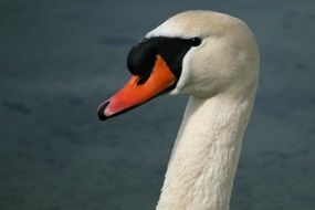 beautiful head of a Swan