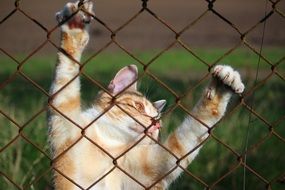 cat playing with metal fence