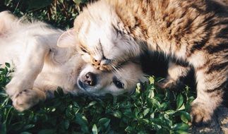 photo friends kitty and puppy