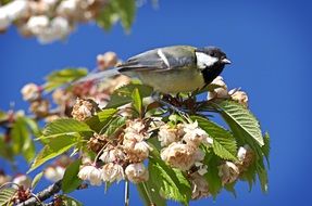 bird on a flowering branch