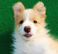 cute dog portrait at green background