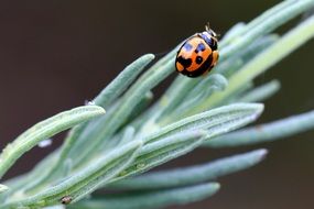 Ladybug on the lavender leaf