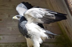 white-tailed eagle flapping its wings