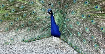 motley peacock