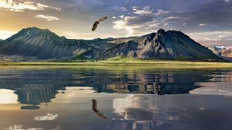 New Zealand Landscape with Eagle flying