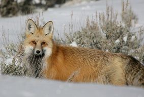 fox in a forest in winter